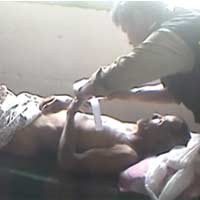 Terseret Sapi Sejauh 3 Meter, Petani Jombang Tewas