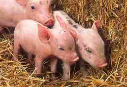 Sel Babi Sembuhkan Diabetes Tipe 1