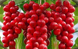 Herbal: Schisandra