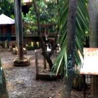 Dirjen Pajak Sudah Laporkan Kebun Binatang Mininya ke KPK