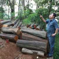 Jika Terbukti Tanah Negara, Penebangan Dinilai Melanggar
