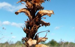 Herbal: Cistanche salsa