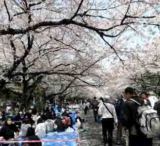 Warga Jepang Sambut Mekarnya Sakura