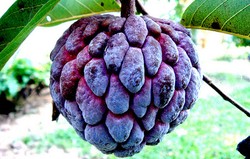 Herbal: Buah Nona