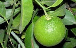 Herbal: Jeruk Keprok