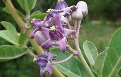 Herbal: Biduri