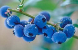 Herbal: Blueberi