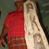 Aneh, Tulisan PKB Ditemukan Dalam Kayu di Pacitan