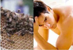 Obat Seks Madu Gila Ternyata Beracun