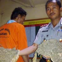 Pesta Ganja, Pengedar Ganja Asal Aceh Diringkus