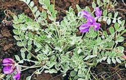 Herbal: Astragalus