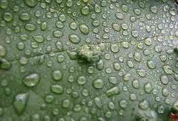 Benarkah Air Embun Berkhasiat?