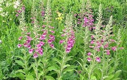 Herbal: Digitalis purpurea