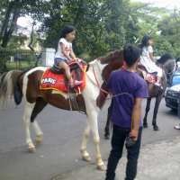 Kuda Tampil Modis dengan Rambut Dikucir dan Diwarna