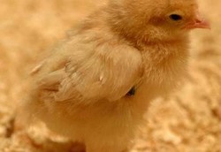 India Kembangkan Ayam Transgenik untuk Pengobatan