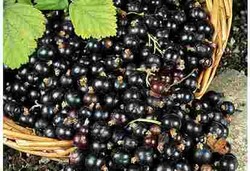 Sumber Vitamin C Terbanyak dan Dosisnya