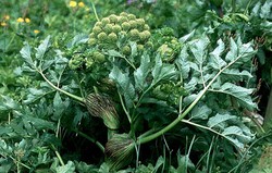 Herbal: Angelica archangelica