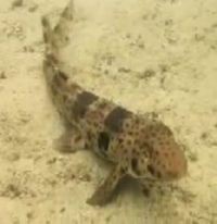 LIPI Temukan Hiu Berjalan dari Papua Barat