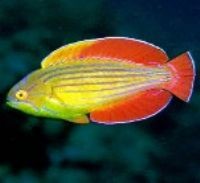 Sjamsul Nursalim Jadi Nama Spesies Ikan Baru