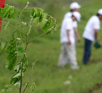 Tanam Pohon di Jalur Pantura