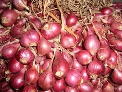 Memilih Bawang Merah