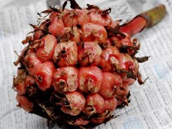 Kapurung: Sayur Asam Patikala