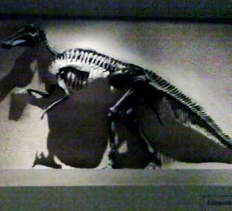 Melihat Fosil Dinosaurus