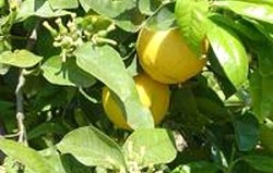 Herbal: Bergamot