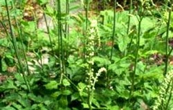 Herbal: Black cohosh