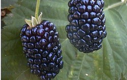 Herbal: Blackberry 