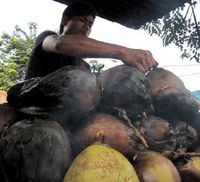 Segarnya Kelapa Bakar Kunigor