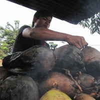 Kelapa Bakar Kunigor Dipercaya Mengatasi Ragam Penyakit