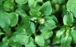 Herbal: Chickweeds
