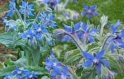 Herbal: Borage