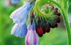 Herbal: Comfrey