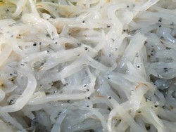 Shirauo si Ikan Musim Semi