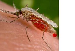 Menghindari Gigitan Nyamuk Malaria