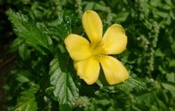 Herbal: Damiana