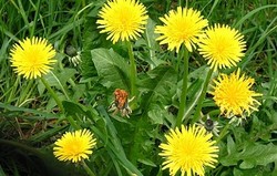 Herbal: Dandelion