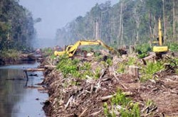 Penasihat Kapolri: Polisi Sering Ditekan Cukong Kayu