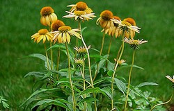 Herbal: Echinacea