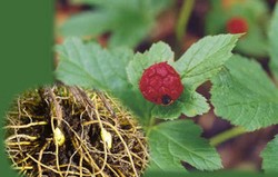 Herbal: Goldenseal
