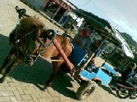 Kuda-kuda di Gili Trawangan yang Hidup Sengsara