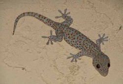 Khasiat Daging Tokek