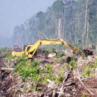Kerusakan Hutan di Indonesia Terparah Kedua di Dunia