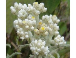Manfaat Tersembunyi Edelweiss Bagi Kecantikan