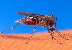 Benarkah Virus Demam Berdarah Bermutasi?