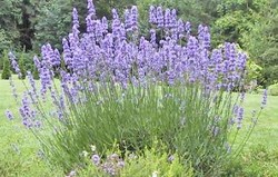 Herbal: Lavender