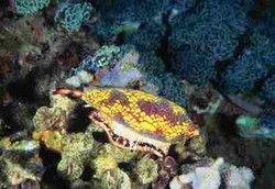 Racun Hewan yang Paling Mematikan