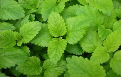 Herbal: Lemon Balm